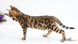  Bengal Zucht Jena